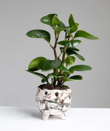 MADAM STOLTZ Stoneware Flower Pot  Blume