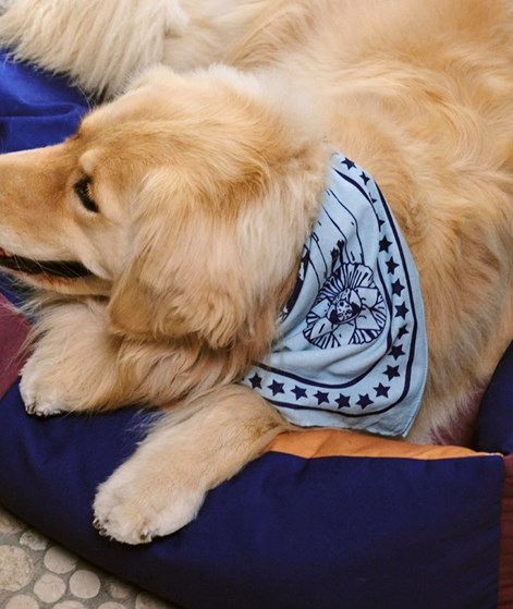 HAY Dog Scarf Hundeaccessoire (55x55) Blau