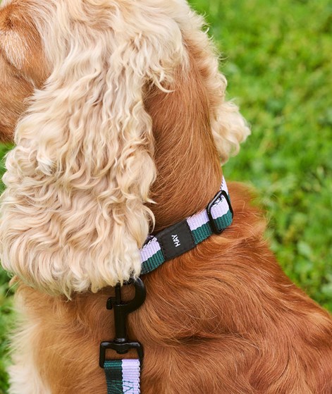 HAY Dogs Collar Flat S/M