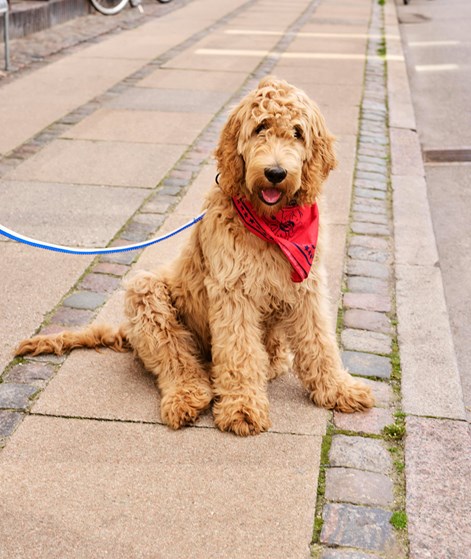 HAY Dog Scarf (55x55) Hundeaccessoires R